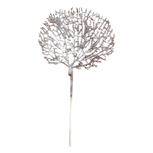 Champagne Coral Pick