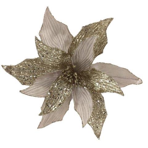 Champagne Poinsettia 3