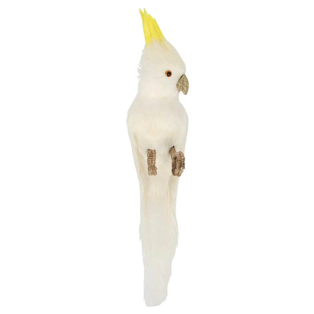 Bert the Cockatoo