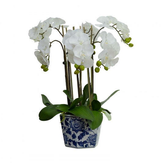 Orchid in Hampton Vase 58cm 6 Stem