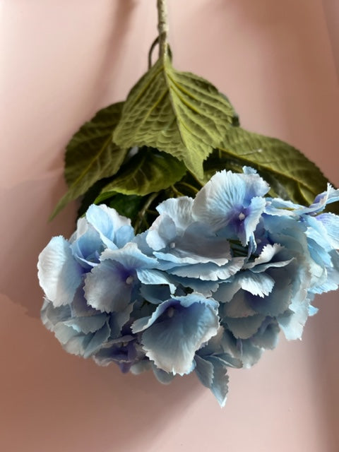 Hydrangea Blue