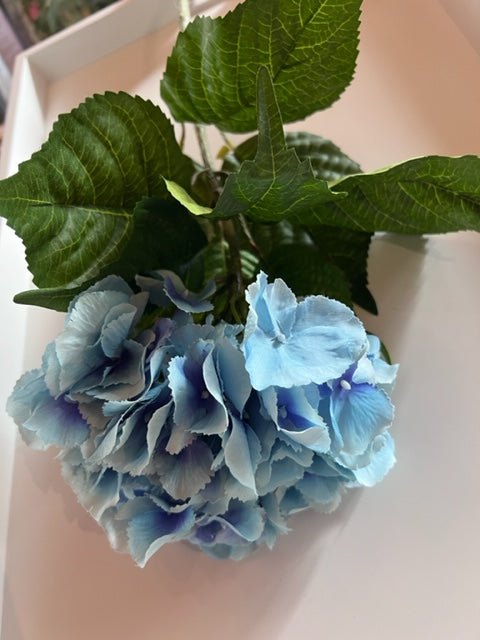 Hydrangea Blue