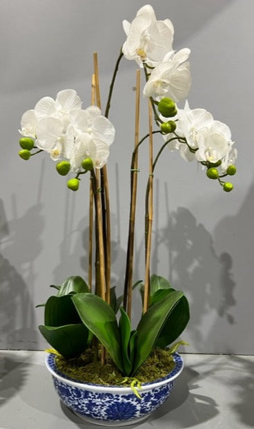 Phal Orchid 65 cm in Hampton Bowl
