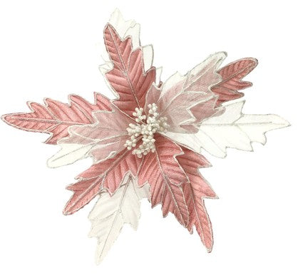 Pink White Poinsettia