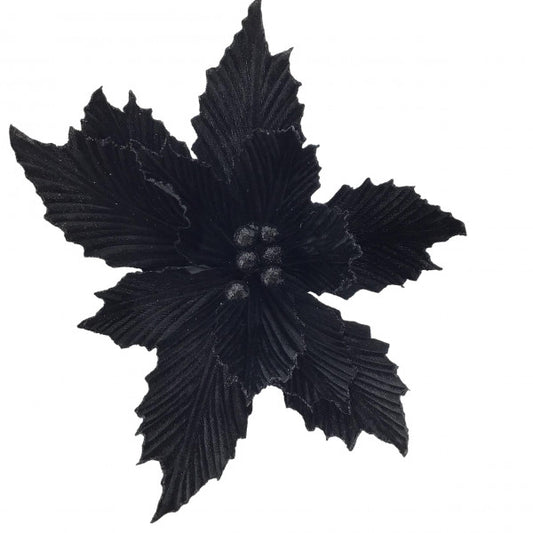 Black Poinsettia