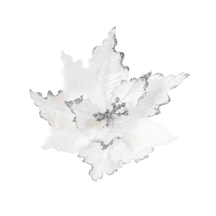 Poinsettia White Silver Edge