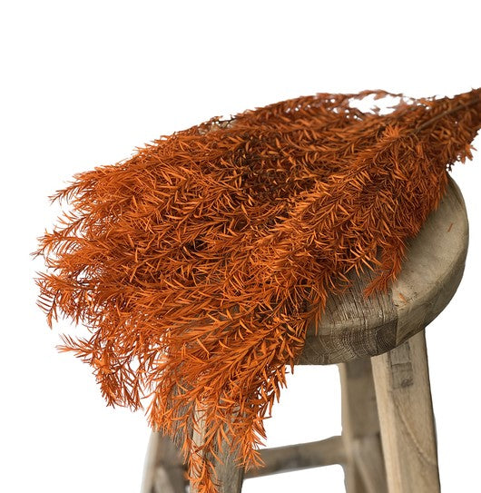 Ming Fern Orange