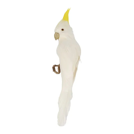 Bert the Cockatoo