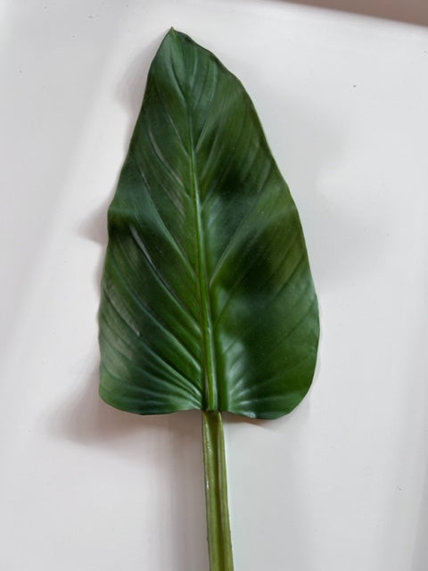 Colocasia Leaf