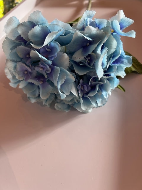 Hydrangea Blue