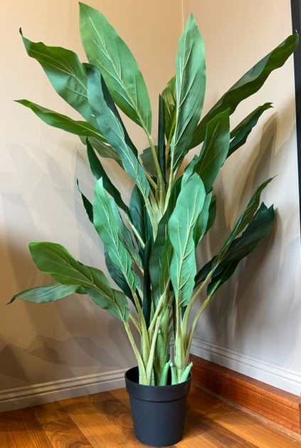 Dracaena Plant 115 cm