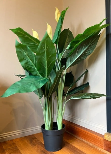 Peace Lilly Plant 127 cm