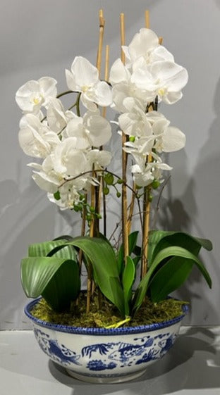 75 cm Phal Orchid in Dynasty Pot