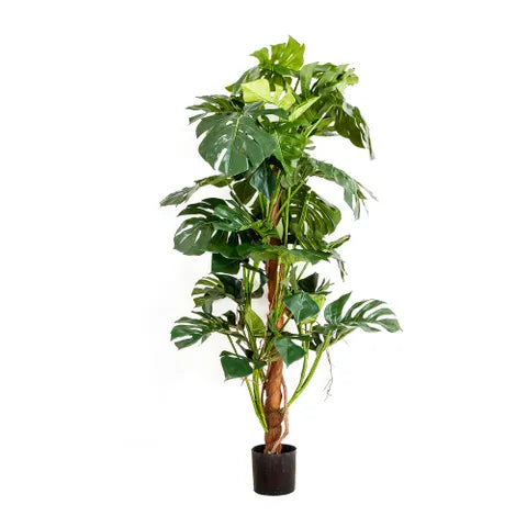 Split Leaf Philodendron 1.5 cm