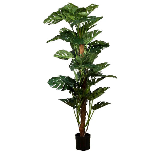 Split Leaf Philodendron 1.9m