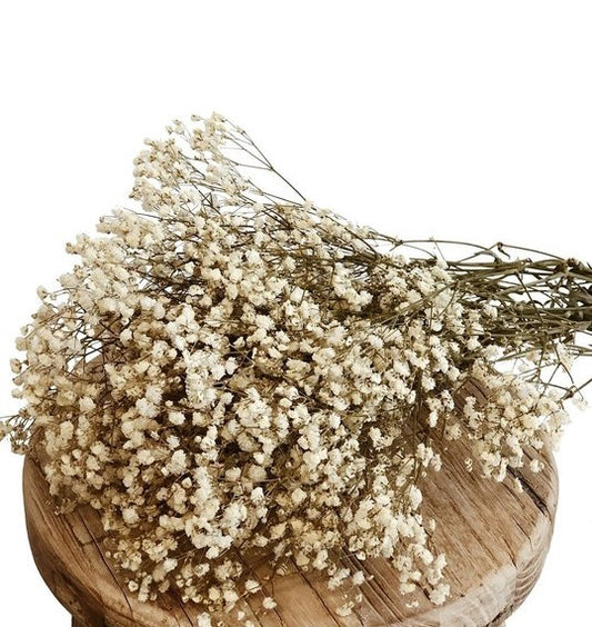 Babys Breath - Natural
