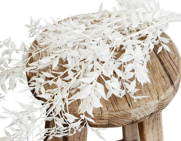 Ruscus - Preserved - White