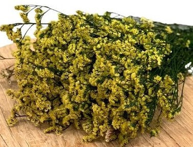 Statice Yellow